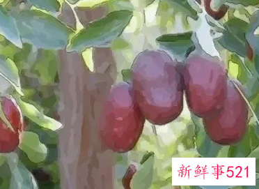 梦见树上好多红枣是什么意思