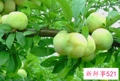 梦见李树李子树是什么意思