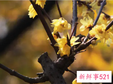 春节家里放什么花
