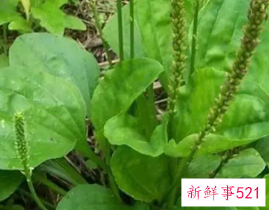 车前草的保存方法