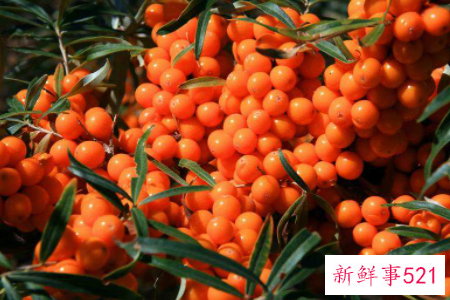 沙棘的食用方法