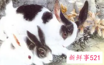 1987年属兔佩戴什么好