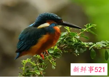 梦见羽毛很漂亮的鸟