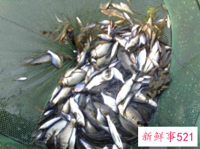 梦见捞鱼被偷是什么意思