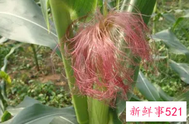 玉米须的功效与作用副作用