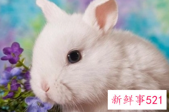 1987年属兔佩戴什么好