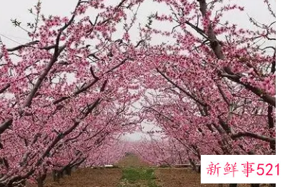 梦见一大片粉色桃花林