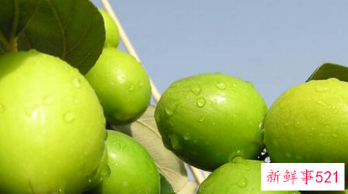 青枣子的营养价值有哪些