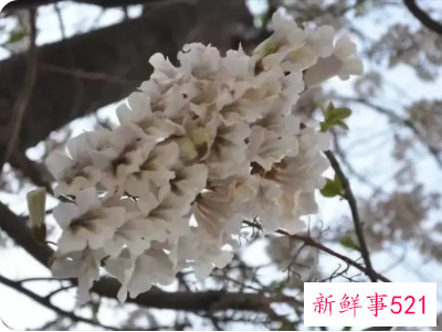 梦见梧桐花开是什么意思