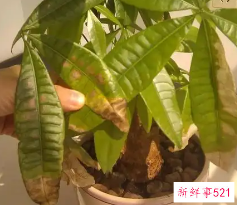 救活发财树的简单方法