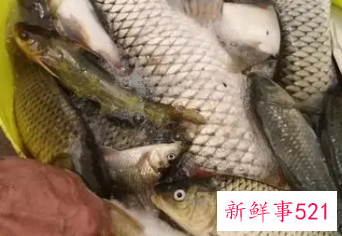 梦到抓鱼没抓到是什么意思