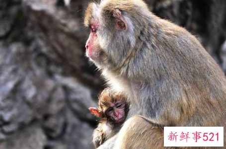 属猴的最佳配偶