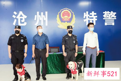 警犬领养需要什么条件