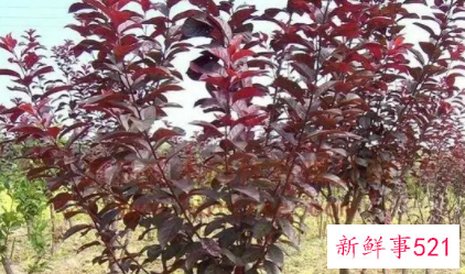 如何为紫叶李进行嫁接繁殖