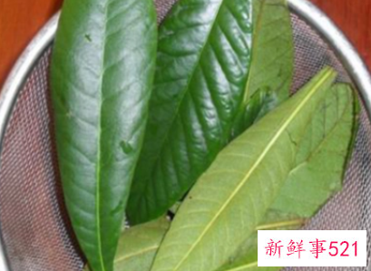 枇杷叶煮水喝多了有害处吗