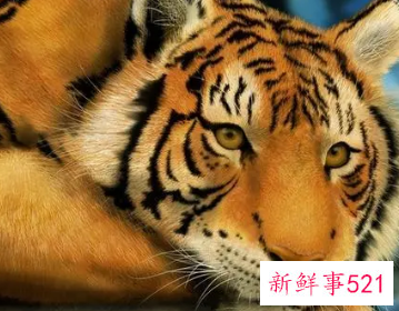 86年属虎取公司名字大全集