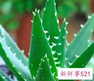 芦荟浇水的正确方法