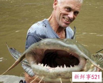 世界上最大的淡水鱼