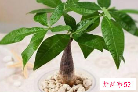 发财树浇水往哪里浇