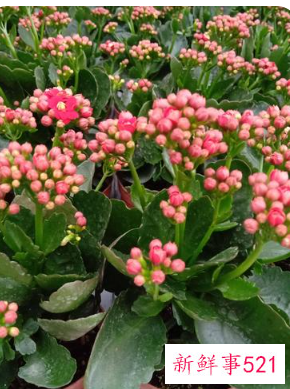 阳台养什么花招财并聚财