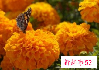 寓意健康长寿的花是什么花