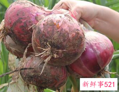 洋葱的储存方法