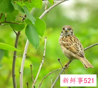 麻雀飞来阳台的寓意