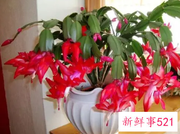 红色富贵竹怎么养才能更旺盛