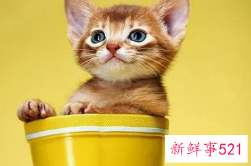 梦见猫丢了预示