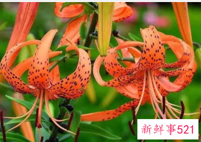 卷丹百合的栽培要点