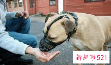 最严遛狗令遛狗时间段仅限凌晨