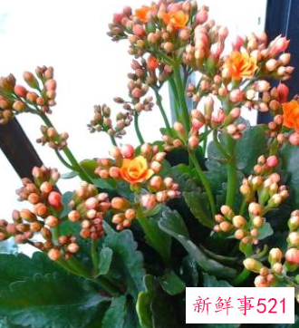 春节家庭摆放鲜花