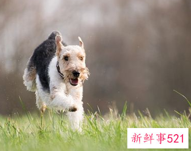 孕妇梦见被狗追咬是什么意思