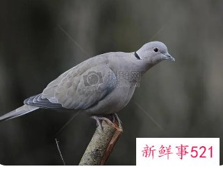 女人梦见灰色鸽子好吗