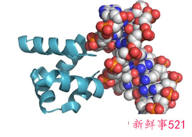 蛋白质的生理功能