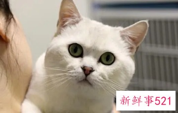 猫咪一般需要借配几天