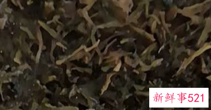 车前草的保存方法