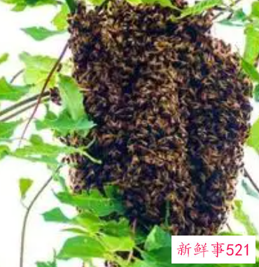 蜜蜂在办公室阳台做窝是好风水吗