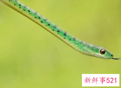 怀孕后梦见蛇是什么意思