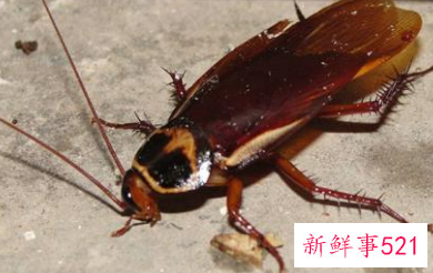 蟑螂不能踩死是真的吗