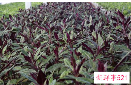 紫背天葵怎么做好吃