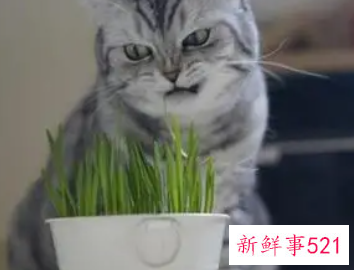 梦到喂猫吃草代表什么
