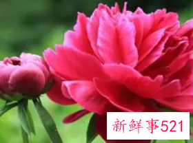 梦见鲜花好不好