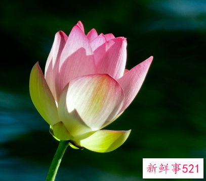 双叶荷花的寓意