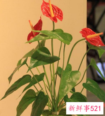 客厅放什么花最旺财