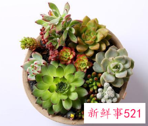 客厅放什么花最旺财