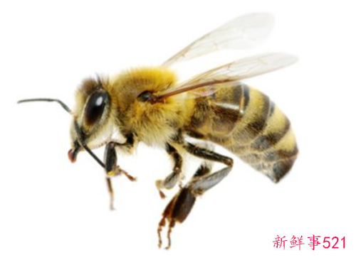 梦见蜜蜂有什么征兆