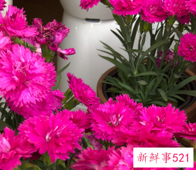 康乃馨花语和赠送对象