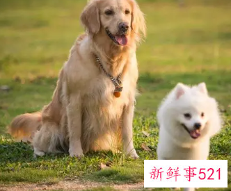 女人梦见四五只狗什么预兆