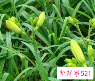 黄花菜的作用是什么